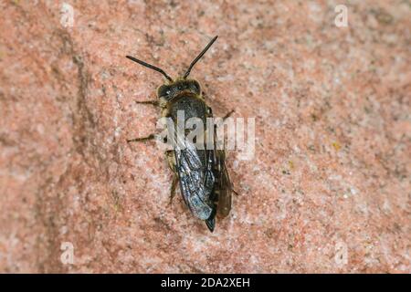 Grande queue aiguisée (Coelioxys conoidea), assise sur une pierre, vue dorsale, Allemagne Banque D'Images