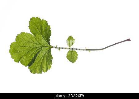 Avens communs, avens de bois, trèfle (Geum urbanum), feuille de terre, découpe, Allemagne Banque D'Images