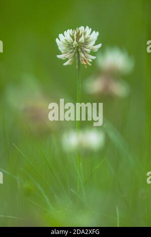 Trèfle blanc (Trifolium repens), floraison dans un pré, pays-Bas, Drenthe Banque D'Images