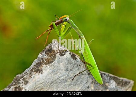 Mantis de prédiing européen (Mantis religiosa), avec sauterelle capturée, Allemagne Banque D'Images