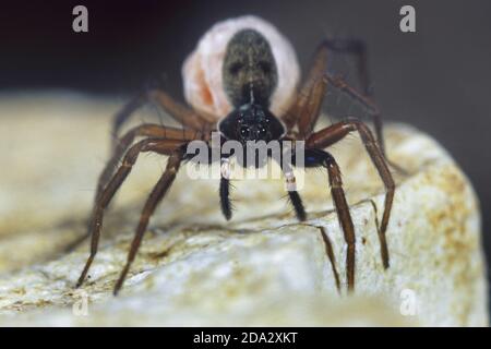 araignées de loup, araignées terrestres (Aulonia albimana), femelle avec cocon, Allemagne Banque D'Images