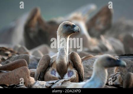 griffon vautour (Gyps fulvus), dans la troupe au sol, Espagne, Pyrénées, Ordessa Banque D'Images