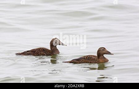 L'eider commun (Somateria mollissima), le premier mâle d'hiver et la première femelle d'hiver nageant côte à côte, montrant des couvre-enfants, des tertials et Banque D'Images