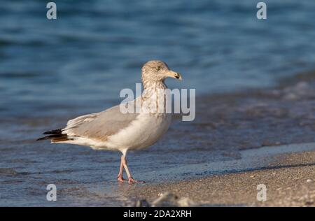 American Herring Gull (Larus smithsonianus), près de l'adulte American Herring Gull debout sur la plage, USA, Floride Banque D'Images