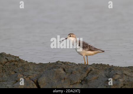 pondeuses de marais (Tringa stagnatilis), première pondeuses de marais d'hiver, Thaïlande, Leam Phak BIA Banque D'Images