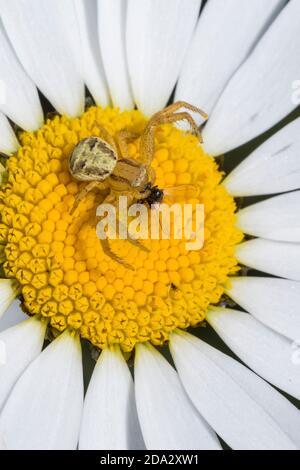 Araignée de crabe (Xysticus spec.), se trouve sur une fleur avec mouche attrapée, Allemagne Banque D'Images
