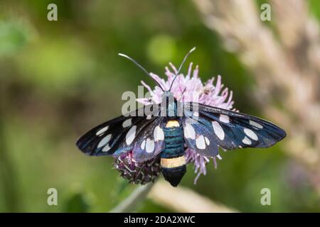 le burnett à ceinture jaune (Syntomis phegea, Amata phegea), se trouve sur une fleur, en Allemagne Banque D'Images