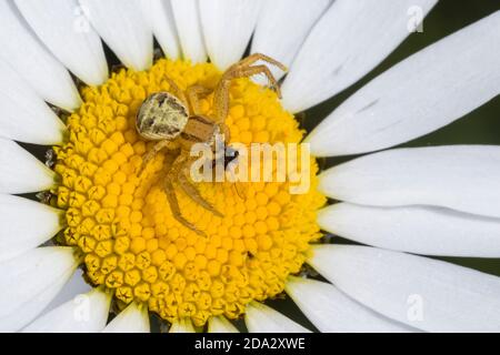 Araignée de crabe (Xysticus spec.), se trouve sur une fleur avec mouche attrapée, Allemagne Banque D'Images