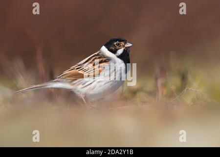 bunting de roseau (Emberiza schoeniclus), perching mâle au sol, Italie, Piana fiorentina Banque D'Images