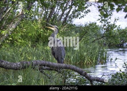 Héron gris (Ardea cinerea), perches bâillant sur une branche, Norvège, Troms, Tromsoe Banque D'Images