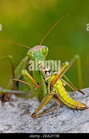 Mantis de prédiing européen (Mantis religiosa), avec sauterelle capturée, Allemagne Banque D'Images