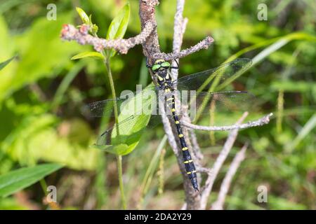 Le somar Goldenring, un Goldenring à deux dents (Cordulegaster bidentatus, Cordulegaster bidentata), se trouve à une branche, Autriche, Carinthie Banque D'Images