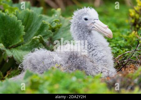 Pétrel géant du nord, pétrel géant, pétrel géant de Hall (Macronectes halli), Chick assis sur son nid, Nouvelle-Zélande, Îles des Antipodes Banque D'Images