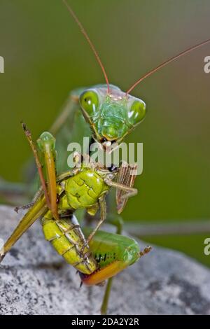 Mantis de prédiing européen (Mantis religiosa), avec sauterelle capturée, Allemagne Banque D'Images