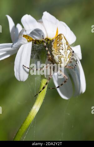 Oakleaf orbweaver (Araneus ceropegius, Aculepeira ceropegia), femelle sur une fleur, Allemagne Banque D'Images
