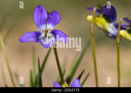 Violet de heath, violet de chien de heath (Viola canina), floraison, pays-Bas, Gelderland Banque D'Images