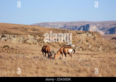 Deux antilopes rouges les plus hartebees se tenant dans le champ de pâturage. Animaux brun rougeâtre avec des marques noires contrastant avec son abdomen blanc et derrière, Banque D'Images