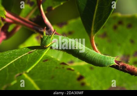 Vue d'ensemble de deux pasha à queue (aka foxy Empereur) caterpillar (Charax jasius) sur les brindilles et les feuilles vertes de sa plante hôte: Fraise. NAT. Parque Banque D'Images