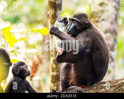 Macaques à crête noire et pollution plastique dans la réserve naturelle de Tangkoko, Sulawesi du Nord, Indonésie Banque D'Images