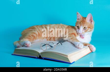 le chat rouge se lave et joue avec un livre et des verres sur fond turquoise Banque D'Images