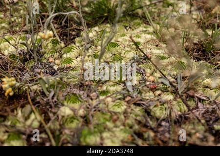 Violet de Sedum. Chou de lièvre. Skripun. Banque D'Images