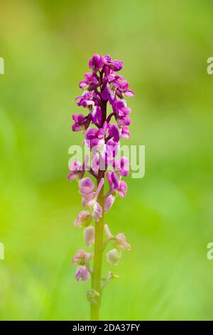 Orchidée pourpre précoce (Orchis masculin) en fleur au printemps au fond de Velvet dans les collines de Mendip, Somerset, Angleterre. Banque D'Images