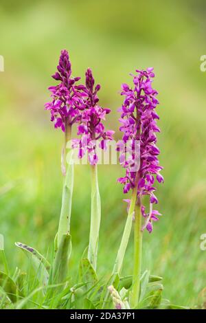 Un groupe d'orchidées pourpre précoce (Orchis masculin) en fleur au printemps à Velvet Bottom dans les collines de Mendip, Somerset, Angleterre. Banque D'Images