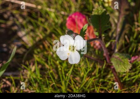 Diplotaxis erucoides, White Wild Rocket in Flower Banque D'Images