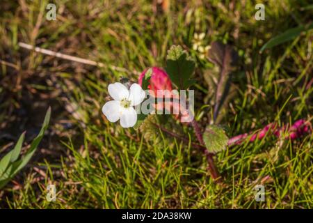 Diplotaxis erucoides, White Wild Rocket in Flower Banque D'Images