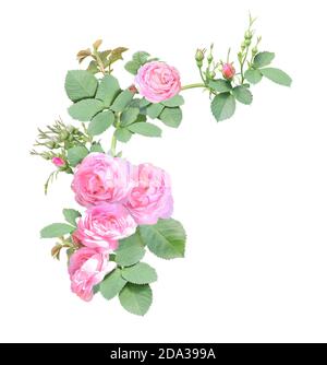 Bordure d'angle avec branche de rose avec fleurs roses. Cadre d'angle avec branches de rose grimpant. Isolé sur fond blanc Banque D'Images