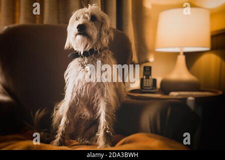 Un jeune chien boueux se détend sur une chaise Banque D'Images