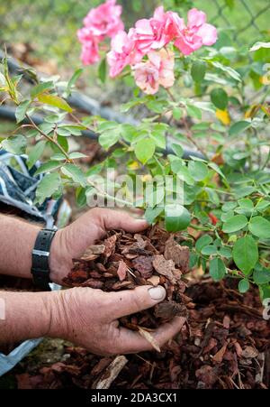 Le jardinier utilise l'écorce de pin pour pailler une roseraie, en prévision de l'hiver. Le paillage est une technique de culture. Banque D'Images