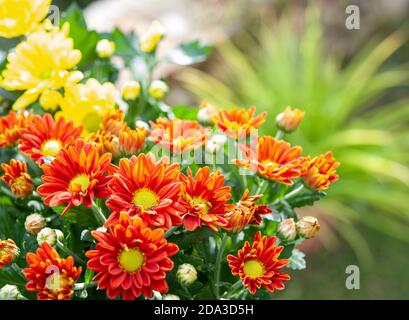 Le chrysanthème, parfois appelé mums ou chrysanths, est une plante à fleurs de la famille des Asteraceae. C'est la fleur préférée pour le mois de novembre Banque D'Images