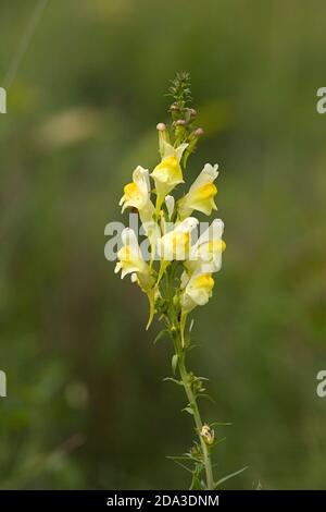 Floraison de toadlin commun (Linaria vulgaris) Banque D'Images