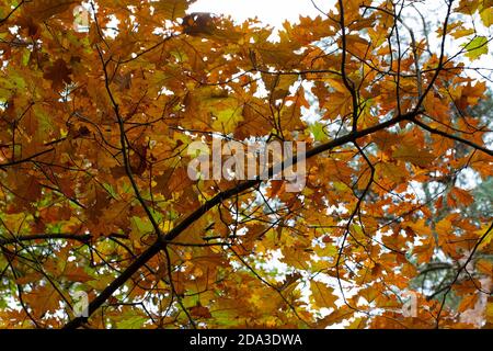 Feuilles d'automne de chêne rouge du Nord (Quercus rubra) Banque D'Images