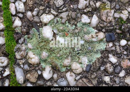 Lichen Lecanora muralis poussant sur des pavés en béton Banque D'Images