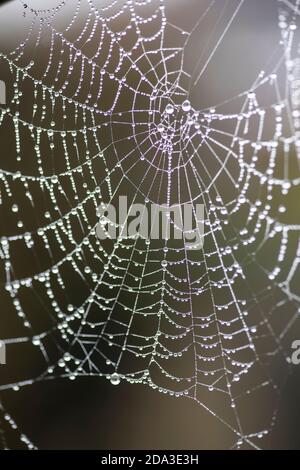 Une toile d'araignée recouverte de rosée et d'humidité (Arachnida) s'est enfilée Garde-corps de jardin en automne plus visible à cause de l'eau gouttelettes et air humide Banque D'Images