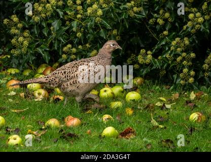 Faisan et pomme - une visite dans un jardin écossais en novembre, avec des pommes Bramley tombées sur la pelouse, s'avère fructueuse pour les jeunes faisans. Banque D'Images