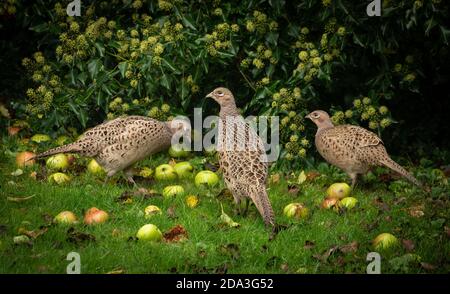 Faisan et pomme - une visite dans un jardin écossais en novembre, avec des pommes Bramley tombées sur la pelouse, s'avère fructueuse pour les jeunes faisans. Banque D'Images