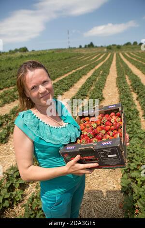 Une femme agriculteur tient une boîte de fraises fraîchement récoltées dans le district de Kalaraci, en Moldavie. Banque D'Images