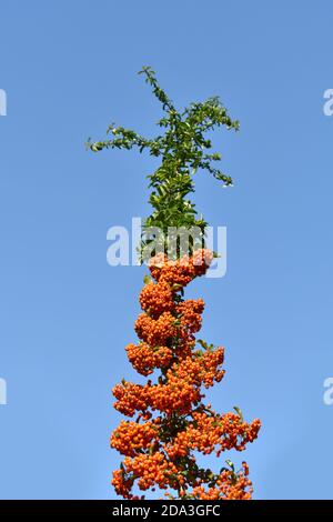Gros plan de baies d'orange sur l'arbre Pyracantha par temps ensoleillé avec fond ciel bleu profond Banque D'Images