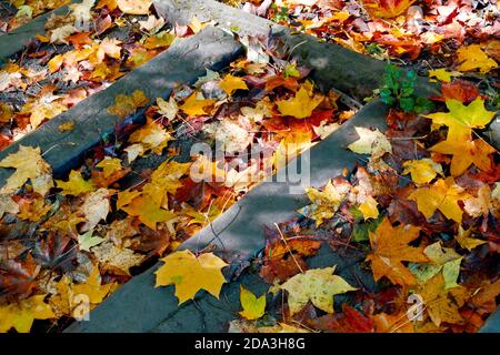 gros plan de feuilles de couleur automnale sur des marches en bois à l'extérieur sous le soleil. Rouge, orange, jaune feuilles dorées Banque D'Images