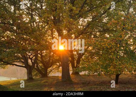 Hêtre commun, Fagus sylvatica, Chêne, Qurcus, soleil se coucher derrière des feuilles colorées en automne soleil montrant à travers des arbres dorés à l'automne, novembre Banque D'Images