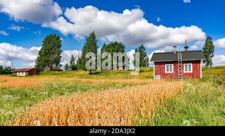 Village en été. Petites vieilles maisons en bois rouges dans un pré sous ciel bleu avec des nuages blancs. Paysage rural et style de vie. Champ de seigle. Récolte. Terres agricoles Banque D'Images