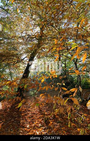 Woods dans la colline de St.Ann Chertsey lors d'une journée d'automne ensoleillée Surrey Angleterre Royaume-Uni Banque D'Images