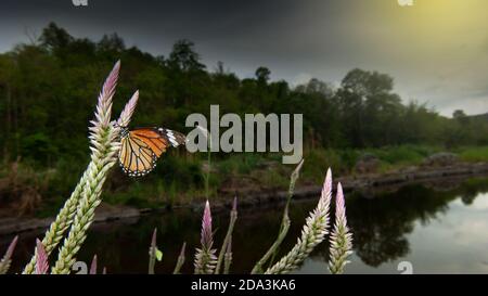 Un monarque papillon pollinisant des fleurs de coqs sur le bord de la rivière, tempête de pluie couvre la forêt tropicale dans les fonds. Mae Wong, Thaïlande. Banque D'Images