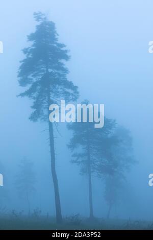 Tempête Alex frapper une forêt à l'aube dans le centre de la Catalogne comme une cyclogenèse explosive. Octobre 2020. Banque D'Images