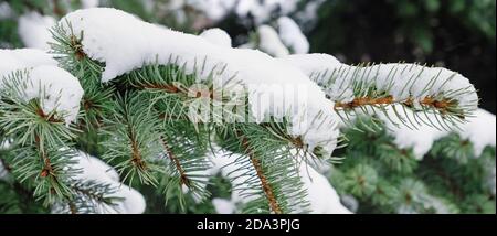 Des brunchs de sapin couverts de neige en gros plan. Banque D'Images