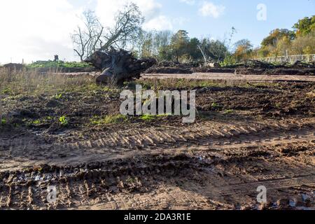 Site de construction HS2 Crackley Woods, Kenilworth, Warwickshire, Angleterre, Royaume-Uni, novembre 2020 zone de replantation de l'écosystème forestier Banque D'Images