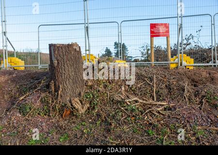 Site de construction HS2 Crackley Woods, Kenilworth, Warwickshire, Angleterre, Royaume-Uni, novembre 2020 - souches d'arbres et clôtures de sécurité Banque D'Images